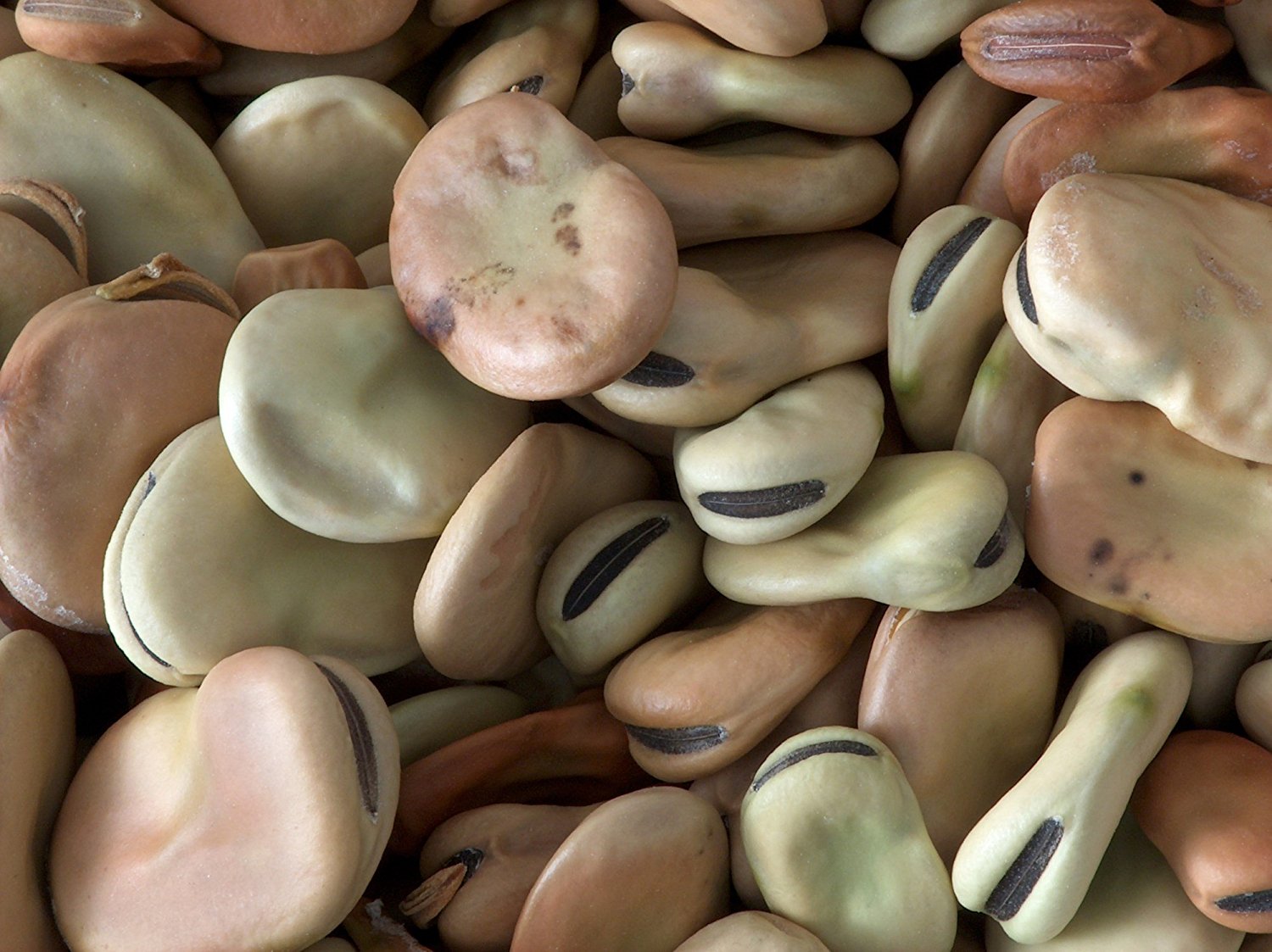 Rainbow Foods | Fava Beans are Worth the Effort